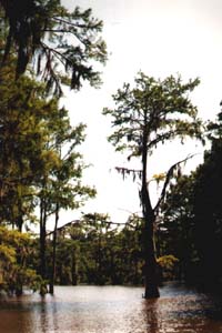 Big Cypress Bayou Canal