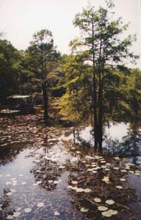Young Cypress Tree