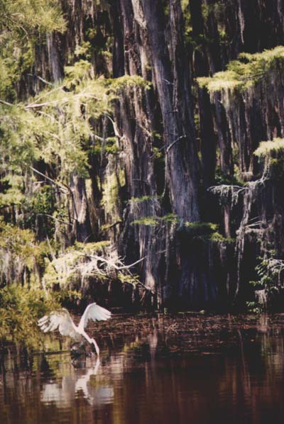 American Egret Feeding