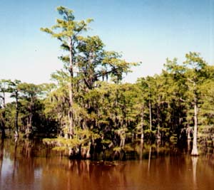 Saw Mill Pond