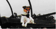 Patsy-wagon