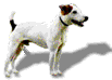 Wag Tail
