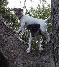Abby & Bella up in the trees