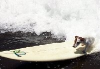 Chispita Surfing