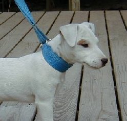 May Collar