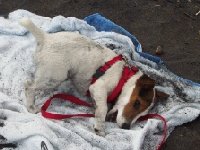 Chispita Drying off