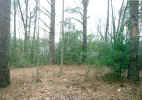 wood4.jpg (64516 bytes)
