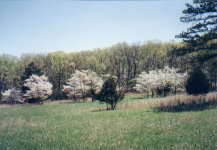 trees.jpg 10.0 K