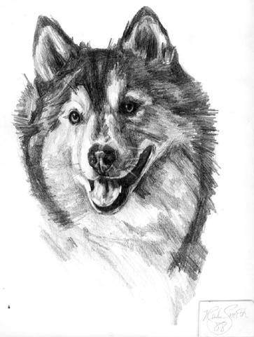dog drawing sketch